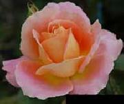 unknow artist Pink Orange Rose